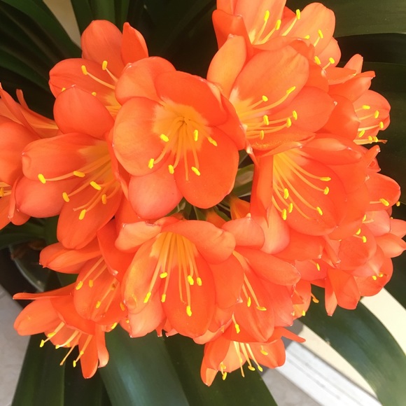 Meet your Posher, Chris - Picture 1 of 1